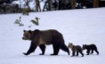 /album/fotky/yellowstone-01-wapititrailheadbear-jpg-crop-rectangle3-large-kopia-jpg/